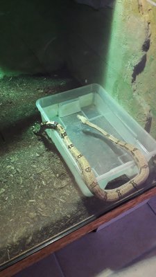 Snakes kaufen und verkaufen Photo: Boa c. imperator Nigeraguar von 2009 (WF) Snakes kaufen und verkaufen Photo: Boa c. imperator Nigeraguar von 2009 (WF)