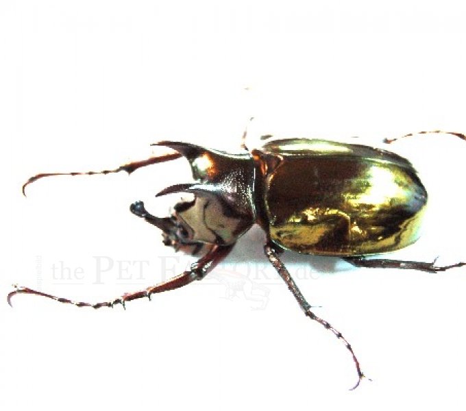 Insekten kaufen und verkaufen Foto: The Pet Factory...ständig neue Arten im Angebot.Ferner Insekten kaufen und verkaufen Foto: The Pet Factory...ständig neue Arten im Angebot.Ferner