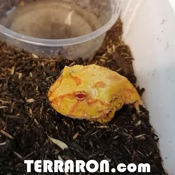 Amphibien kaufen und verkaufen Foto: Xx.xx Ceratophrys cranwelli albinoDeutsche Nachzuchten 2019Top Gesunde Amphibien kaufen und verkaufen Foto: Xx.xx Ceratophrys cranwelli albinoDeutsche Nachzuchten 2019Top Gesunde