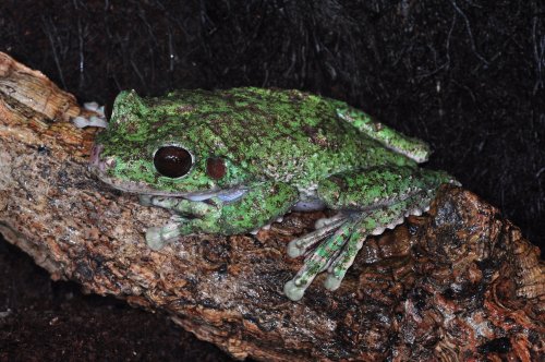 Amphibien kaufen und verkaufen Foto: Sehr seltener Laubfrosch aus Mexiko abzugebenEcnomiohyla valancifer, Amphibien kaufen und verkaufen Foto: Sehr seltener Laubfrosch aus Mexiko abzugebenEcnomiohyla valancifer,