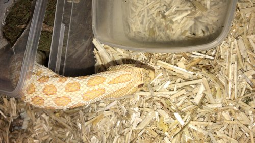 Schlangen kaufen und verkaufen Foto: Köpys 1.0 banana het Clown 1.0 Lesser Schlangen kaufen und verkaufen Foto: Köpys 1.0 banana het Clown 1.0 Lesser