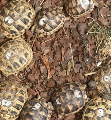 Schildkröten kaufen und verkaufen Foto: Gebe ab: Zwerg-Breitrandschildkröten (weissingeri) alles NZ 18. Schildkröten kaufen und verkaufen Foto: Gebe ab: Zwerg-Breitrandschildkröten (weissingeri) alles NZ 18.