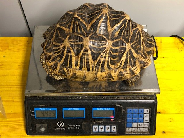 Schildkröten kaufen und verkaufen Foto: - 0.1 geochelone elegans Sri lanka, cb Schildkröten kaufen und verkaufen Foto: - 0.1 geochelone elegans Sri lanka, cb