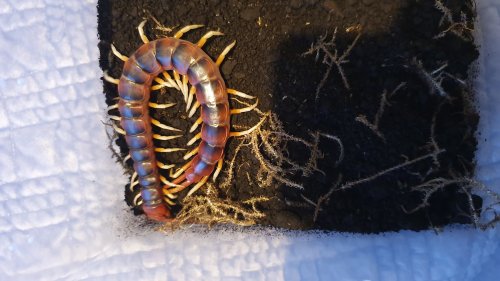 Myriapoda kaufen und verkaufen Foto: 0.0.4 scolopendra gigantea white legs €250 each0.0.1 Myriapoda kaufen und verkaufen Foto: 0.0.4 scolopendra gigantea white legs €250 each0.0.1