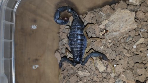 Spinnen und Skorpione kaufen und verkaufen Foto: 0.0.3 Androctonus australis i41.1.2 Hottentotta franzwerneri i5-60.0.3 Spinnen und Skorpione kaufen und verkaufen Foto: 0.0.3 Androctonus australis i41.1.2 Hottentotta franzwerneri i5-60.0.3