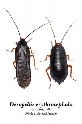 Insekten kaufen und verkaufen Foto: 3 species of cockroaches for sale.Simandoa conserferiam