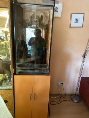 Terrarien kaufen und verkaufen Foto: Hallo verkaufe ein Terrarium mit einem Panthecamälionmännchen Terrarien kaufen und verkaufen Foto: Hallo verkaufe ein Terrarium mit einem Panthecamälionmännchen