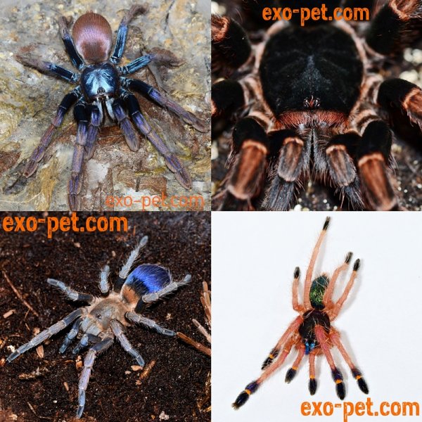 Spinnen und Skorpione kaufen und verkaufen Foto: ************************* exo-pet.de *************************Der Onlineshop f Spinnen und Skorpione kaufen und verkaufen Foto: ************************* exo-pet.de *************************Der Onlineshop f