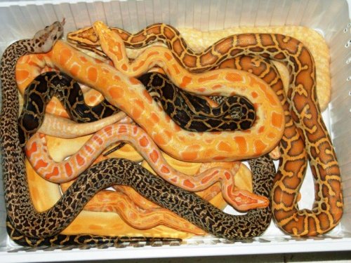 Schlangen kaufen und verkaufen Foto: P. molurus bivittatus - tigerpython/ Burmese Big Schlangen kaufen und verkaufen Foto: P. molurus bivittatus - tigerpython/ Burmese Big