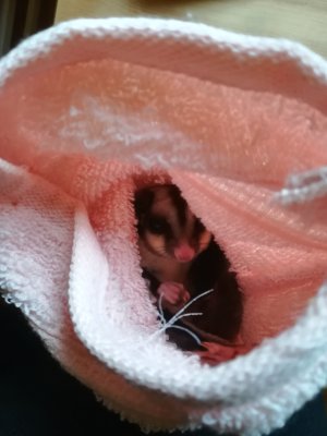 Exotische Säuger kaufen und verkaufen Foto: SUGAR GLIDER AUS ÖSTERREICH Exotische Säuger kaufen und verkaufen Foto: SUGAR GLIDER AUS ÖSTERREICH