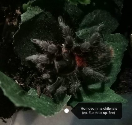 Vogelspinnen kaufen und verkaufen Foto: Ich suche einen 1.0 Homoeomma Chilensis.( ex.
