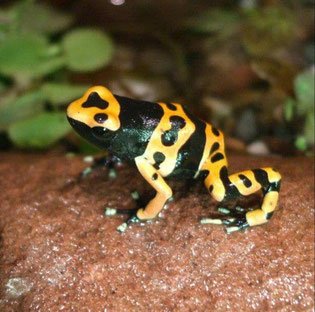 Amphibien kaufen und verkaufen Foto: Biete regelmäßig aus eigener Hobby Zucht Dendrobatesleucomelas Amphibien kaufen und verkaufen Foto: Biete regelmäßig aus eigener Hobby Zucht Dendrobatesleucomelas