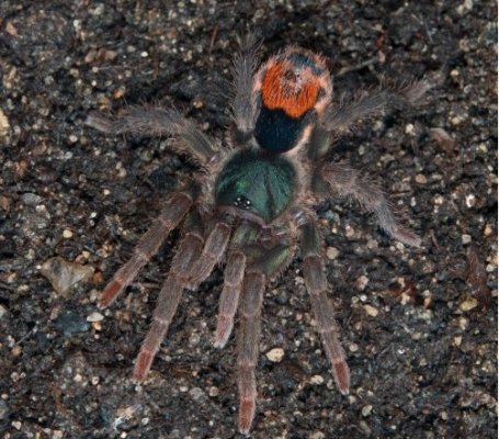 Spinnen und Skorpione kaufen und verkaufen Foto: Neostenotarsus sp. Suriname FH 1/2 15 euro/ Spinnen und Skorpione kaufen und verkaufen Foto: Neostenotarsus sp. Suriname FH 1/2 15 euro/
