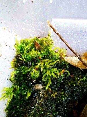 Myriapoda kaufen und verkaufen Foto: Ich habe wieder einige Glomeris marginata zur Myriapoda kaufen und verkaufen Foto: Ich habe wieder einige Glomeris marginata zur