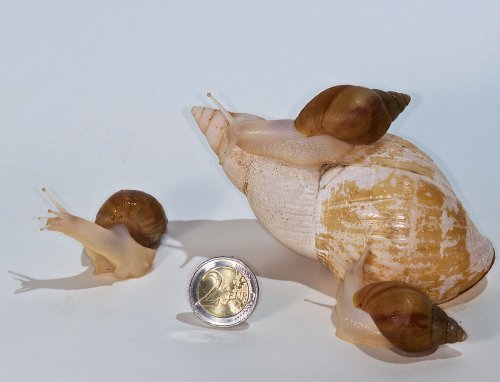 snails and mussels kaufen und verkaufen Photo: Wunderschoene NZ von Lissachatina fulica (vollabinotisch) abzugeben.Pro