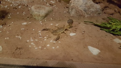Spinnen und Skorpione kaufen und verkaufen Foto: Biete hier 0.1 Androctonus australis Hector.Sie ist Spinnen und Skorpione kaufen und verkaufen Foto: Biete hier 0.1 Androctonus australis Hector.Sie ist