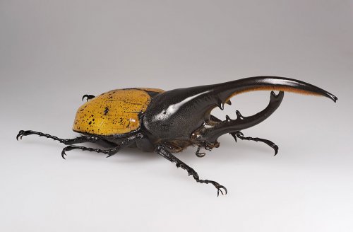 Insekten kaufen und verkaufen Foto: Hallo, Ich suche einen erwachsenen männlichen Käfer