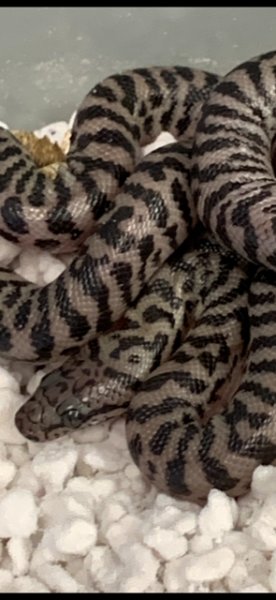 Schlangen kaufen und verkaufen Foto: For sale for next Hamm showPygmy Banded Schlangen kaufen und verkaufen Foto: For sale for next Hamm showPygmy Banded
