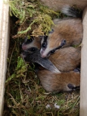 Exotische Säuger kaufen und verkaufen Foto: Baumschläfer ( Dryomys nitedula )-Jungtiere aus2020 abzugeben Exotische Säuger kaufen und verkaufen Foto: Baumschläfer ( Dryomys nitedula )-Jungtiere aus2020 abzugeben
