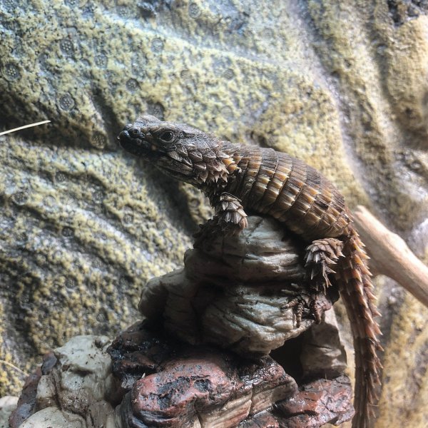 Echsen kaufen und verkaufen Foto: Hi,I have a beautiful male Ouroborus cataphractus Echsen kaufen und verkaufen Foto: Hi,I have a beautiful male Ouroborus cataphractus