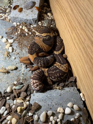 Echsen kaufen und verkaufen Foto: 1.1 Eublepharis hardwickii - proven breeder0.2 Eublepharis Echsen kaufen und verkaufen Foto: 1.1 Eublepharis hardwickii - proven breeder0.2 Eublepharis