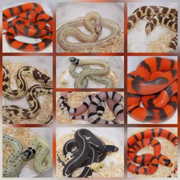 Schlangen kaufen und verkaufen Foto: Lampropeltis californiae & Lampropeltis hondurensis CB2020 availables Schlangen kaufen und verkaufen Foto: Lampropeltis californiae & Lampropeltis hondurensis CB2020 availables