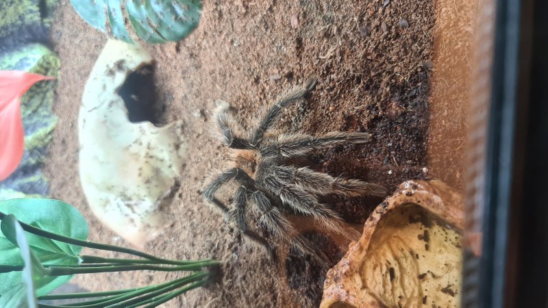 Spinnen und Skorpione kaufen und verkaufen Foto: Komplettabgabe meiner 5 Vogelspinnen.- 0.1.0 Brachypelma smithi Spinnen und Skorpione kaufen und verkaufen Foto: Komplettabgabe meiner 5 Vogelspinnen.- 0.1.0 Brachypelma smithi