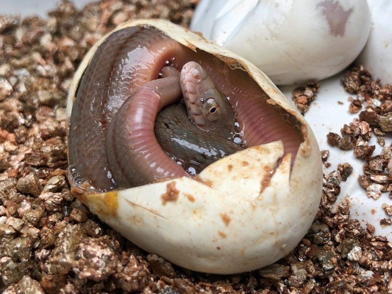 Schlangen kaufen und verkaufen Foto: Elaphe carinata Fujian locality CB2020 babies!Those babies Schlangen kaufen und verkaufen Foto: Elaphe carinata Fujian locality CB2020 babies!Those babies