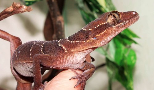 Lizards kaufen und verkaufen Photo: 1,5 Cyrtodactylus pulchellusPrice 300 EuroI can bring Lizards kaufen und verkaufen Photo: 1,5 Cyrtodactylus pulchellusPrice 300 EuroI can bring