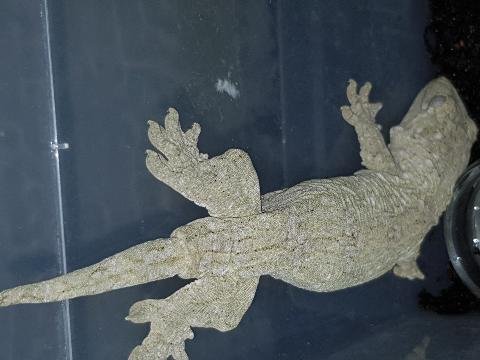 Echsen kaufen und verkaufen Foto: Rhacodactylus leachianus 0.1 yatè Bubba line Echsen kaufen und verkaufen Foto: Rhacodactylus leachianus 0.1 yatè Bubba line