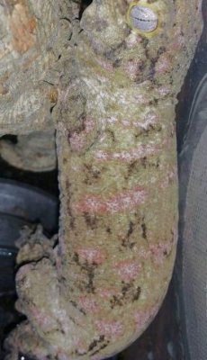 Echsen kaufen und verkaufen Foto: Rhacodactylus leachianus 0.1 nuu ana F1 Pink Echsen kaufen und verkaufen Foto: Rhacodactylus leachianus 0.1 nuu ana F1 Pink