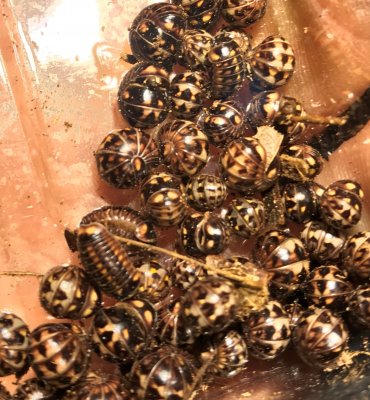 Insekten kaufen und verkaufen Foto: Porcellio buddelundi 12ks 92eurPorcellio werneri 12ks 80eurPorcellio Insekten kaufen und verkaufen Foto: Porcellio buddelundi 12ks 92eurPorcellio werneri 12ks 80eurPorcellio