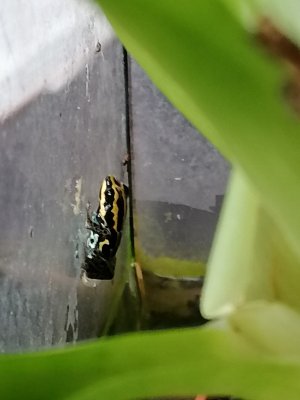 Amphibien kaufen und verkaufen Foto: 0,0,4 Ranitomeya amazonica French Guyana Nachzuchten aus Amphibien kaufen und verkaufen Foto: 0,0,4 Ranitomeya amazonica French Guyana Nachzuchten aus