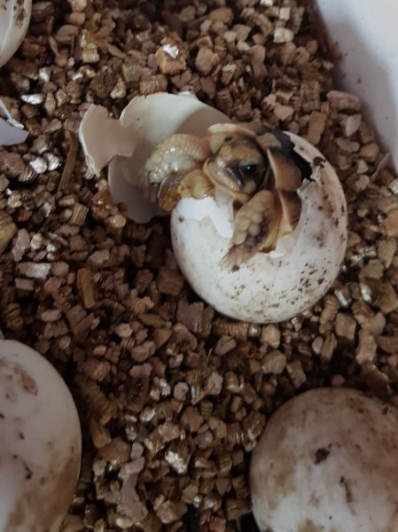 Schildkröten kaufen und verkaufen Foto: Biete Breitrandschildkröten Testudo marginata von 06/20 an:Dieses Schildkröten kaufen und verkaufen Foto: Biete Breitrandschildkröten Testudo marginata von 06/20 an:Dieses