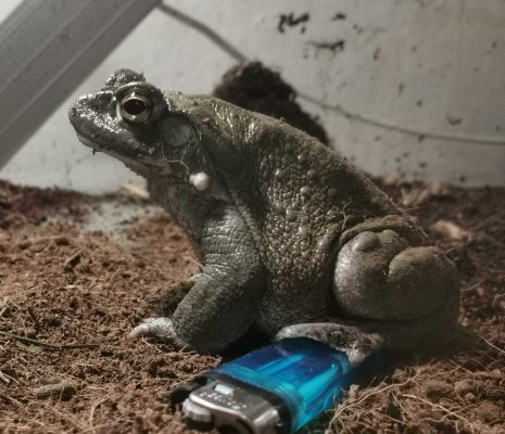 Amphibien kaufen und verkaufen Foto: Bufo Alvarius 2 Jahre alt, männlich und Amphibien kaufen und verkaufen Foto: Bufo Alvarius 2 Jahre alt, männlich und