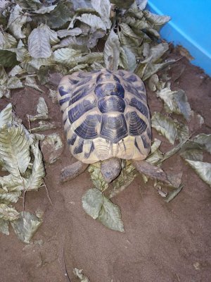Schildkröten kaufen und verkaufen Foto: Biete:1.0 Testudo hermanni boettgeri DNZ 2009, Cites Schildkröten kaufen und verkaufen Foto: Biete:1.0 Testudo hermanni boettgeri DNZ 2009, Cites
