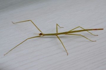 Insekten kaufen und verkaufen Foto: Hallo,ich habe mindestens 50 Grüne Vietnamstabschrecken zu Insekten kaufen und verkaufen Foto: Hallo,ich habe mindestens 50 Grüne Vietnamstabschrecken zu