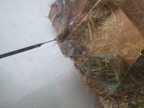 Exotische Säuger kaufen und verkaufen Foto: Afrikanische zwergmäuse Beide geschlechter Das Paar 15 Exotische Säuger kaufen und verkaufen Foto: Afrikanische zwergmäuse Beide geschlechter Das Paar 15