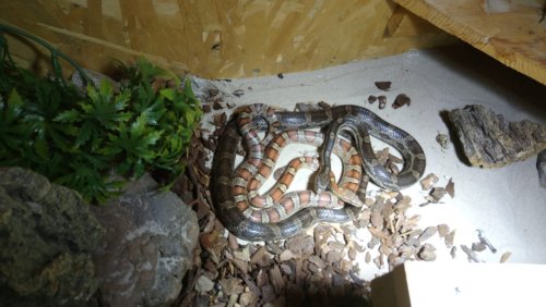 Snakes kaufen und verkaufen Photo: Zwei Kornnattern inklusive Terrarium und