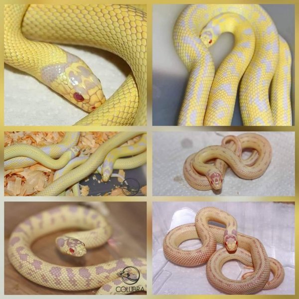 Schlangen kaufen und verkaufen Foto: Lampropeltis californiae albino banana extrem yellow lineCB2020 Schlangen kaufen und verkaufen Foto: Lampropeltis californiae albino banana extrem yellow lineCB2020