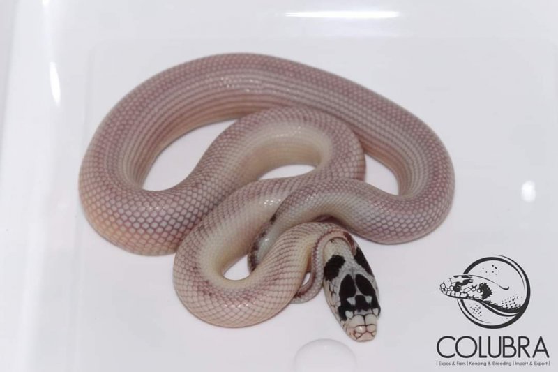 Schlangen kaufen und verkaufen Foto: Lampropeltis californiae banana high white patternless1.1 available Schlangen kaufen und verkaufen Foto: Lampropeltis californiae banana high white patternless1.1 available