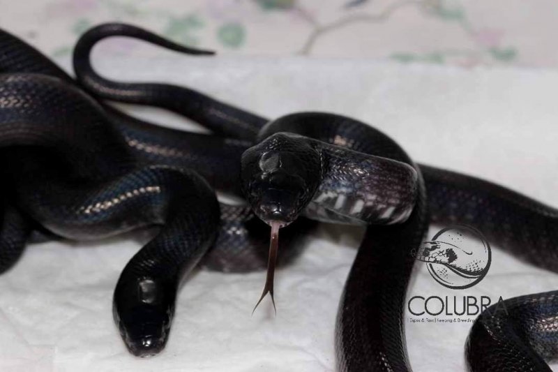 Schlangen kaufen und verkaufen Foto: Lampropeltis nigrita 2020 babiesDeep black line150€ eachInfo@colubra.be