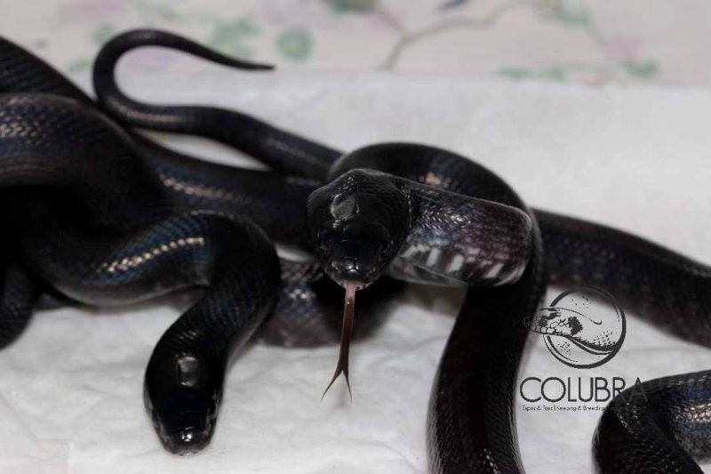 Schlangen kaufen und verkaufen Foto: Lampropeltis nigrita 2020 babiesDeep black line150€ eachInfo@colubra.be Schlangen kaufen und verkaufen Foto: Lampropeltis nigrita 2020 babiesDeep black line150€ eachInfo@colubra.be