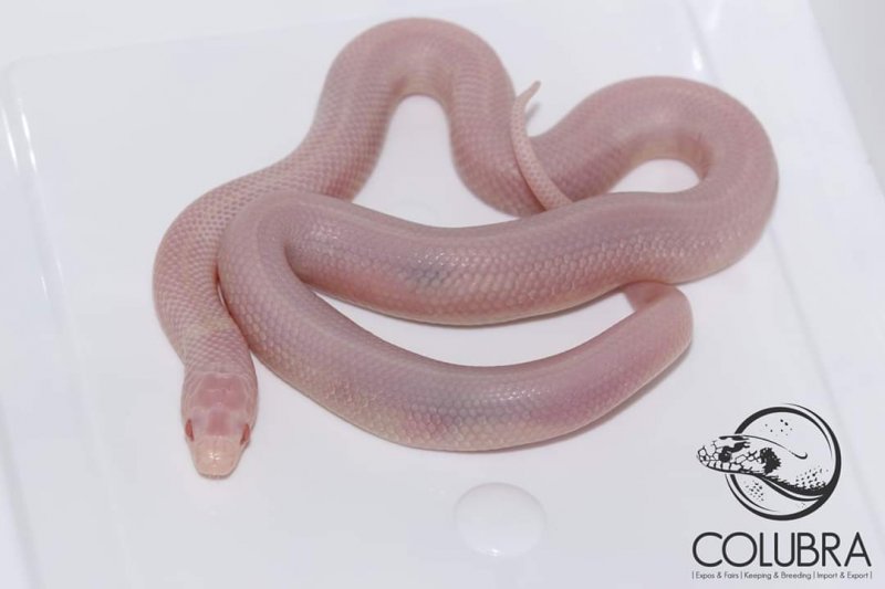 Schlangen kaufen und verkaufen Foto: Lampropeltis californiae 2020Blizzard het lavender 280€Blizzard lavender Schlangen kaufen und verkaufen Foto: Lampropeltis californiae 2020Blizzard het lavender 280€Blizzard lavender