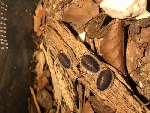Insekten kaufen und verkaufen Foto: Isopods for salePorcellio buddelundi 12ks 92eurPorcellio werneri 12ks 80eurP Insekten kaufen und verkaufen Foto: Isopods for salePorcellio buddelundi 12ks 92eurPorcellio werneri 12ks 80eurP