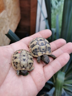 Schildkröten  kaufen und verkaufen Foto: Verkaufe nach erfolgreicher Überwinterung ab März 2020