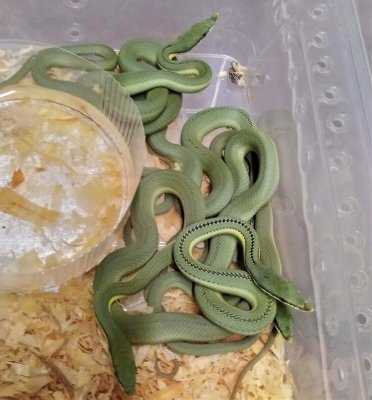 Schlangen kaufen und verkaufen Foto: I offer 0,0,10 Philodryas baroni NZ 2020 Schlangen kaufen und verkaufen Foto: I offer 0,0,10 Philodryas baroni NZ 2020