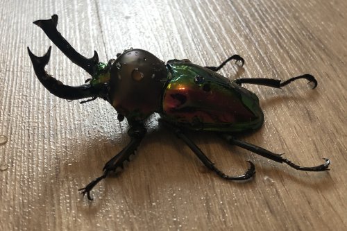 Insekten kaufen und verkaufen Foto: Phalacrognathus muelleri - male 55 mmPair / Insekten kaufen und verkaufen Foto: Phalacrognathus muelleri - male 55 mmPair /