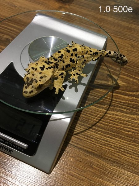 Echsen kaufen und verkaufen Foto: Hi have some Crested geckos available. More Echsen kaufen und verkaufen Foto: Hi have some Crested geckos available. More