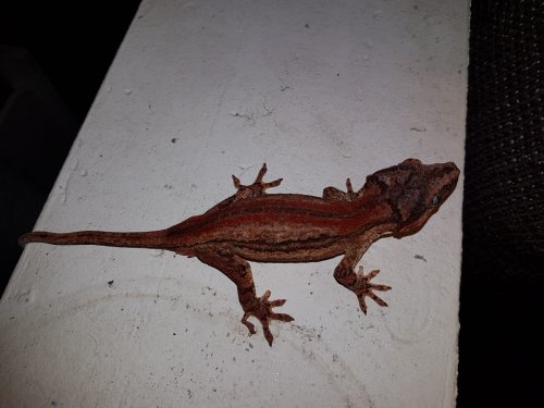 Echsen kaufen und verkaufen Foto: Höckerkopfgecko - Rhacodactylus auriculatus 2.0 US-Import "Jordan Echsen kaufen und verkaufen Foto: Höckerkopfgecko - Rhacodactylus auriculatus 2.0 US-Import "Jordan